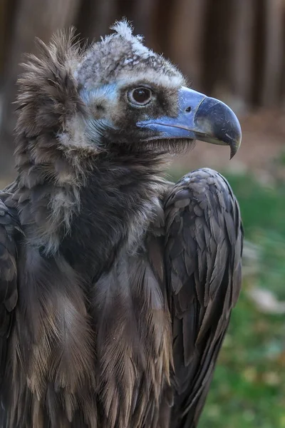 Brown Vulture Closeup Shot — Foto de Stock
