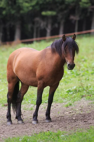 Fawn Paard Groen Veld — Stockfoto