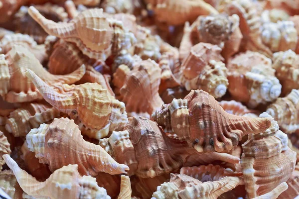 closeup of a large sea shells pattern