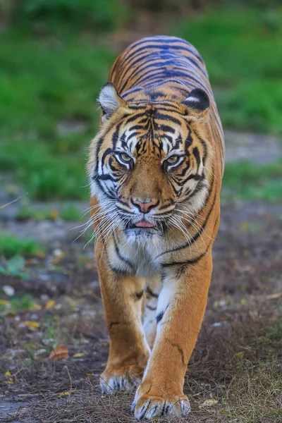 Portrét Dospělého Tygra Zoologické Zahradě Dne — Stock fotografie