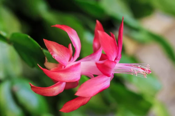 Closeup Red Flower Blurred Background — ストック写真