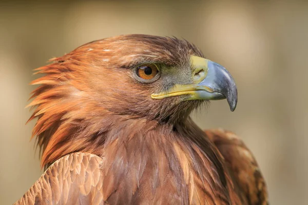 Águila Dorada Primer Plano Con Fondo Borroso — Foto de Stock