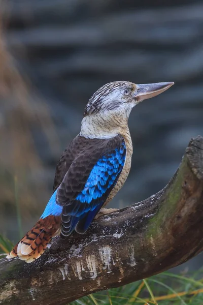 Blue-winged Kookaburra on the tree