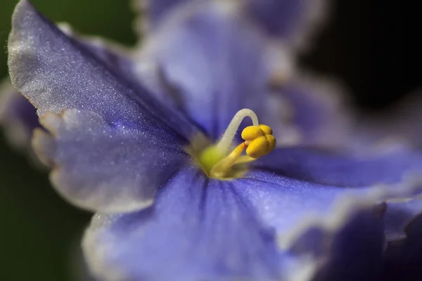 Zbliżenie Niebieski Kwiat — Zdjęcie stockowe