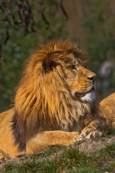 Majestueuze Leeuw Wilde Natuur — Stockfoto