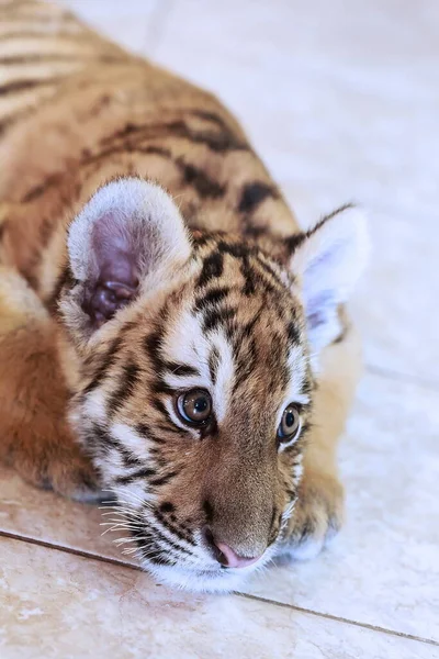 Siberian Harimau Anak Harimau Potret Closeup — Stok Foto