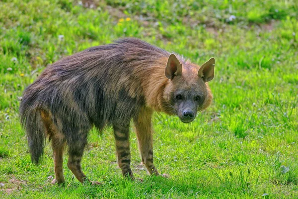 Hnědá Hyena Lese — Stock fotografie