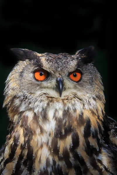 Eurasian Eagle Owl Portrait Daytime Shot Wild Nature — Fotografia de Stock