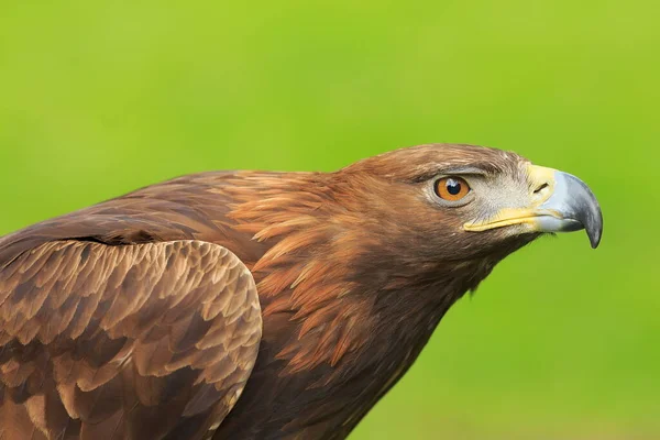 Female Golden Eagle Green Background — Stock Photo, Image