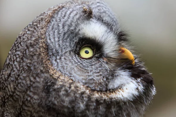 野生の自然の中で偉大な灰色のフクロウ — ストック写真