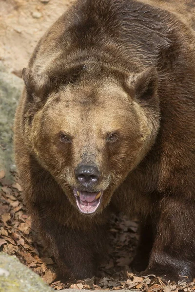 Бурый Медведь Урсус Арктос Заснят Камеру Лесу — стоковое фото