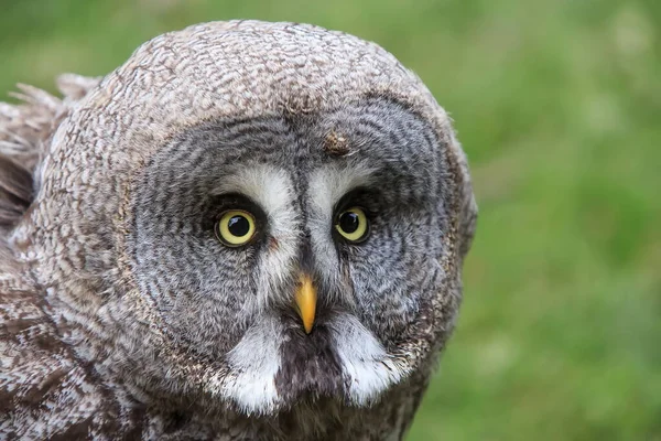 Grote Grijze Uil Wilde Natuur — Stockfoto