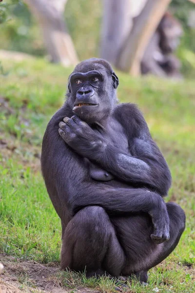 Retrato Gorila Adulto Zoológico Durante Dia — Fotografia de Stock