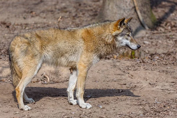 Euraziatische Wolf Het Bos Overdag — Stockfoto