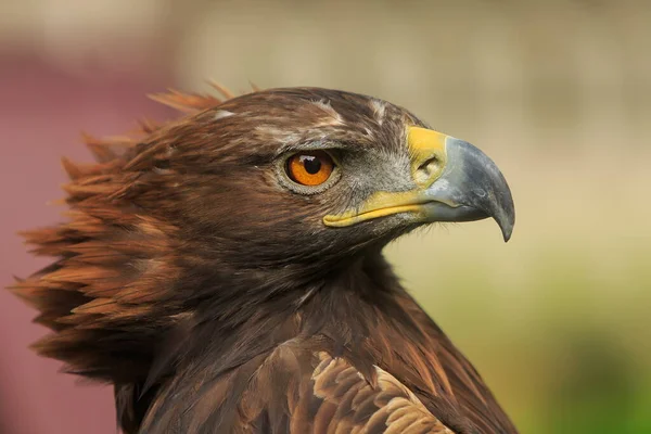 Retrato Águila Dorada Femenina —  Fotos de Stock