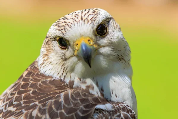 Hybrid Saker Falcon Und Gyrfalcon Portrait — Stockfoto