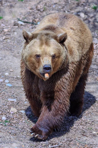 Brown Bear Wild Nature — ストック写真