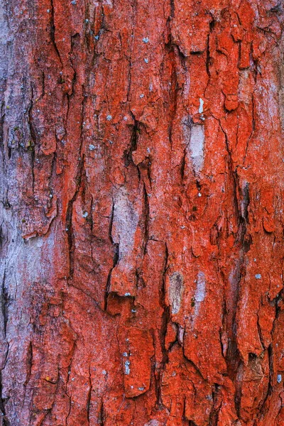 Background Old Tree Bark — Stock Photo, Image