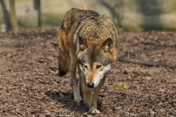 Lobo Euroasiático Bosque Durante Día — Foto de Stock