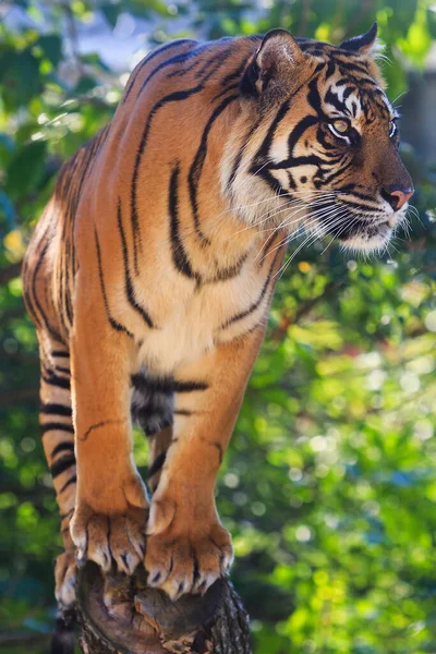 Porträt Eines Erwachsenen Tigers Zoo Tag — Stockfoto