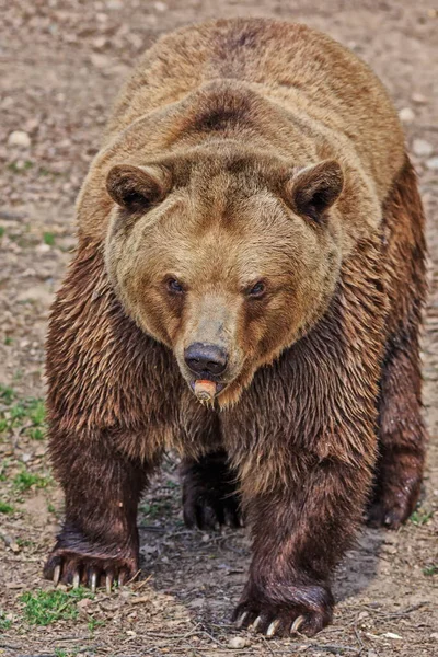 Brown Bear Ursus Arctos Animal — стокове фото
