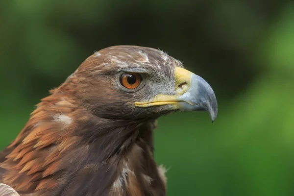 Golden Eagle Closeup Shot Blurred Background — Stock Photo, Image