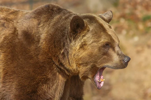 Коричневий Ведмідь Ursus Arctos Спійманий Фотоапараті Лісі — стокове фото