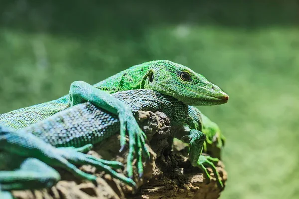 Lizard Zoo Closeup — Stock Photo, Image