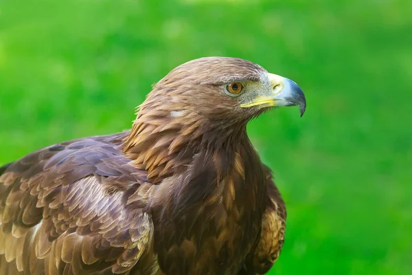 Golden Eagle Closeup Shot Blurred Background — Stock Fotó