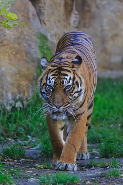 Portrait Adult Tiger Zoo Daytime —  Fotos de Stock