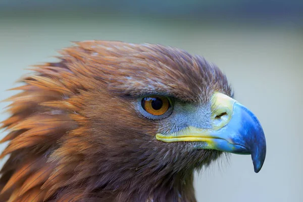 Muilkorf Van Vrouwelijke Gouden Adelaar — Stockfoto