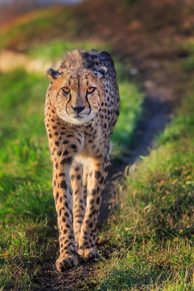 Adult Cheetah Acinonyx Jubatus Wild — Fotografia de Stock