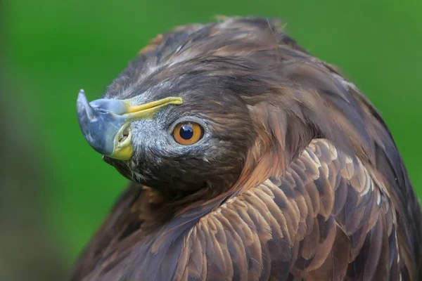 Retrato Águila Dorada Femenina — Foto de Stock
