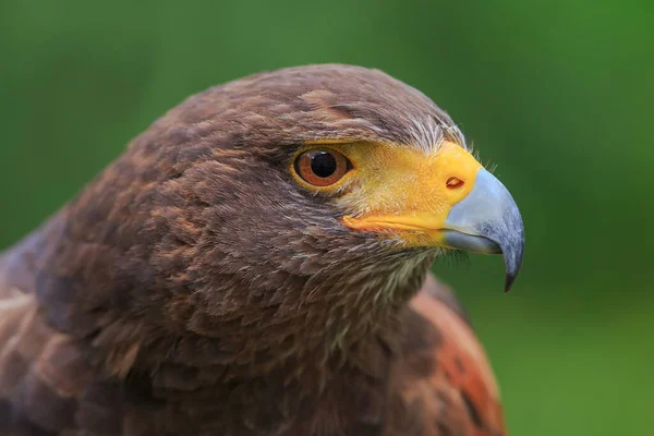 Female Golden Eagle Green Background — Stockfoto