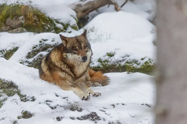 Lobo Euroasiático Canis Lupus Lupus Descansando Nieve —  Fotos de Stock