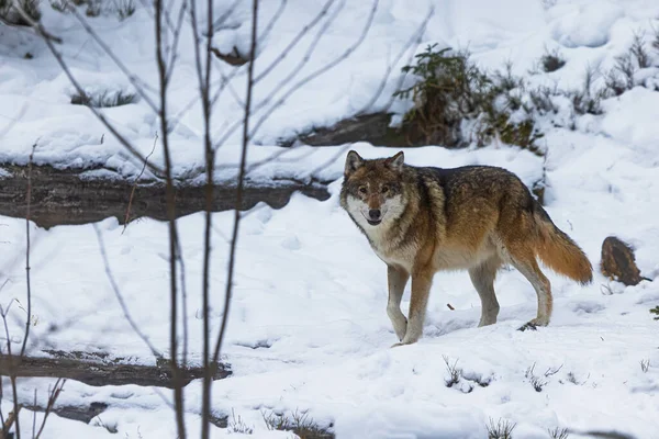 Євразійський Вовк Canis Lupus Lupus Оселяється Зимових Лісах — стокове фото