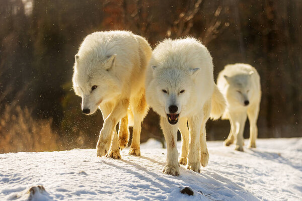 Arctic wolf (Canis lupus arctos) a little pack, they run on the snow and the snow falls on them with the side sun