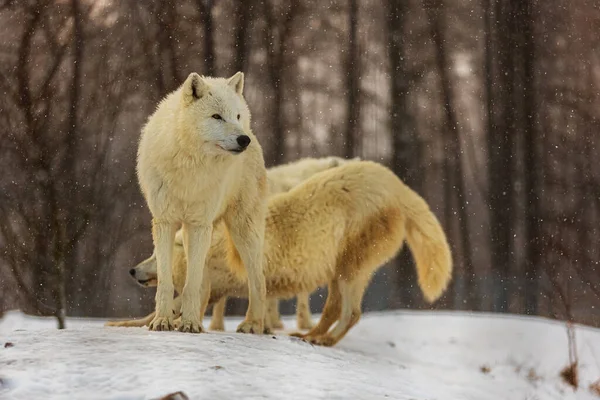 Arktický Vlk Canis Lupus Arctos Malý Balíček Dvou — Stock fotografie