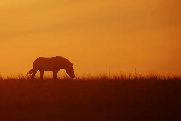 Przewalskis Pferd Equus Ferus Przewalskii Mongolisches Wildpferd Oder Dungarisches Pferd — Stockfoto