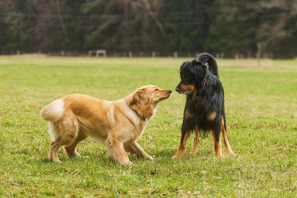 Σκύλος Hovawart Χρυσό Και Μαύρο Και Θηλυκό Χρυσό — Φωτογραφία Αρχείου
