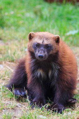 Vahşi doğada Wolverine portresi 