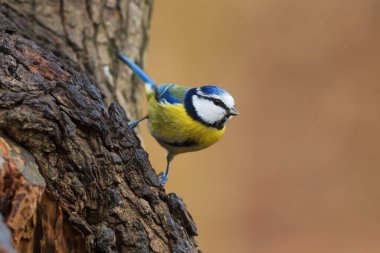 Great tit portrait at wild nature 