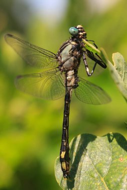 Bulanık arkaplanda yusufçuğa yakın çekim