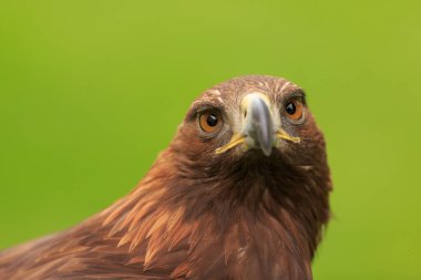 Altın kartal, yakın plan, bulanık arkaplan.