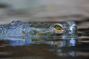 Vahşi doğada Hint Ganj timsahı portresi 