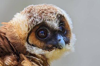 Kahverengi baykuş portresi, yakın plan.