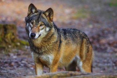 Avrasya kurdu, Canis lupus, sonbahar ormanlarında yürür.