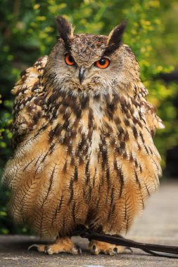 Avrasya kartalı-baykuş portresi, vahşi doğaya gündüz fotoğrafı. 