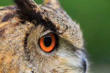 Eurasian eagle-owl portrait, daytime shot at wild nature 