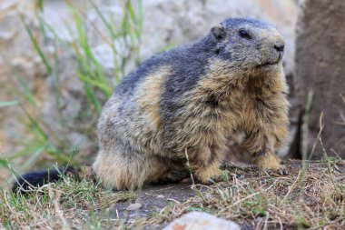 small mammal, European ground squirrel (Spermophilus citellus)